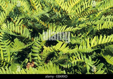 Comune (polypody Polypodium vulgare), foglie di felce, Germania Foto Stock