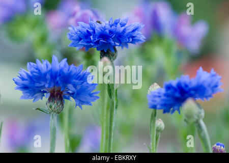 Laurea di primo livello pulsante, bluebottle, Fiordaliso (Centaurea cyanus), fioritura, Germania Foto Stock