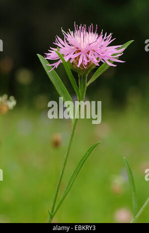 Fiordaliso marrone, marrone-radiati Fiordaliso (Centaurea jacea), fioritura, Germania Foto Stock