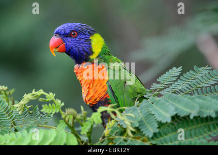 Rainbow lory, Rainbow Lorikeet (Trichoglossus haematodus), seduto su un arbusto, Australia Foto Stock