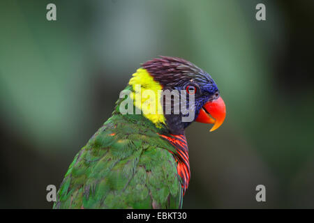 Rainbow lory, Rainbow Lorikeet (Trichoglossus haematodus haematodus), ritratto, vista laterale, Australia Foto Stock