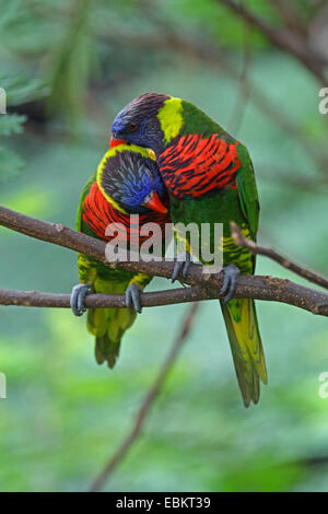 Rainbow lory, Rainbow Lorikeet (Trichoglossus haematodus haematodus), due smooching rainbow parrocchetti seduto su un ramo, Australia Foto Stock