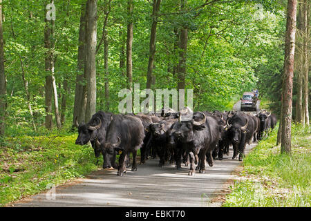 Asian bufalo d'acqua, wild water buffalo, carabao (Bubalus bubalis, Bubalus arnee), sul loro modo al pascolo, Germania, Meclemburgo-Pomerania, Usedom Foto Stock