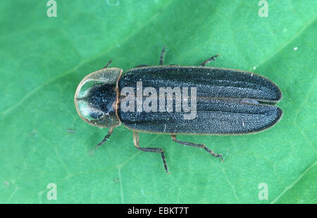 Piccolo coleottero fulmini (Lamprohiza splendidula), imago Foto Stock