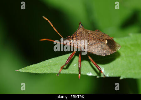 Spined stink bug (Picromerus bidens), seduta su una foglia, Germania Foto Stock