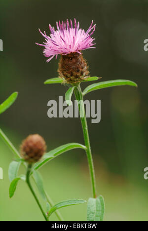 Fiordaliso nero, fiordaliso minore (Centaurea nigra), fioritura, Germania Foto Stock