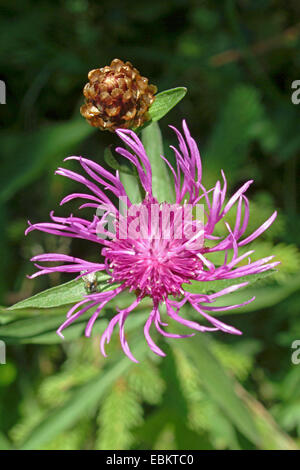 Fiordaliso marrone, marrone-radiati Fiordaliso (Centaurea jacea), fioritura, Germania Foto Stock