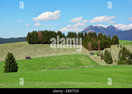 Prati collinari e la scanalatura, in Germania, in Baviera, Oberbayern, Alta Baviera, Mittenwald Foto Stock