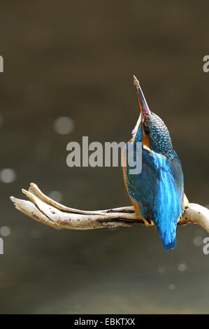 Fiume kingfisher (Alcedo atthis), femmina seduto su un ramo, GERMANIA Baden-Wuerttemberg Foto Stock