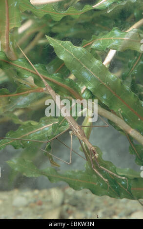 Acqua Stick insetto, lungo corposo acqua Scorpion (Ranatra linearis), Germania Foto Stock