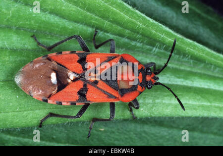 Pandur (Lygaeus pandurus, Spilostethus pandurus), su una foglia Foto Stock