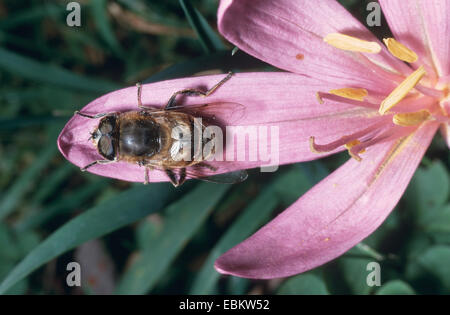 Drone fly (Eristalis tenax), modello imitante droni, Germania Foto Stock