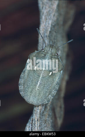 Schermatura-back bug (Eurygaster "testudinaria), su una foglia appassiti, Germania Foto Stock