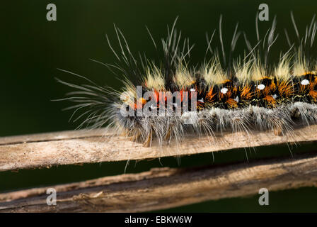 La tignola (Psilogaster loti), il ritratto di caterpillar, Germania Foto Stock