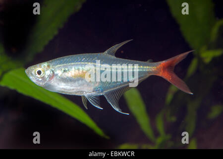 Vetro, bloodfin Redfin vetro-tetra (Prionobrama filigera), a piena lunghezza ritratto Foto Stock