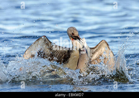 Rosso-throated diver (Gavia stellata), due rossi-throated divers combattimenti con ogni altro sul lago Prestvannet, Norvegia, Troms, Tromsoe Foto Stock