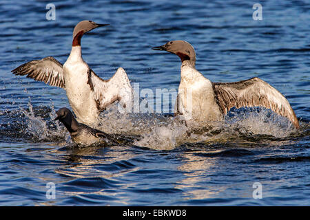 Rosso-throated diver (Gavia stellata), due rossi-throated divers combattimenti con ogni altro sul lago Prestvannet, Norvegia, Troms, Tromsoe Foto Stock