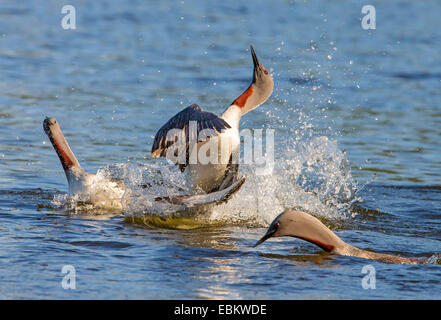 Rosso-throated diver (Gavia stellata), due rossi-throated divers combattimenti con ogni altro sul lago Prestvannet, Norvegia, Troms, Tromsoe Foto Stock