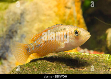 Nana mouthbrooder egiziano (Pseudocrenilabrus multicolor), a piena lunghezza ritratto Foto Stock