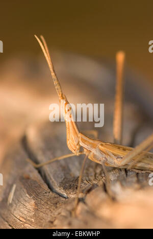 Snouted grasshopper, Long-headed grasshopper, Inclinazione del Mediterraneo di fronte-Grasshopper (Acrida hungarica, Acrida ungarica), seduto su un ramo, Francia, Corsica Foto Stock