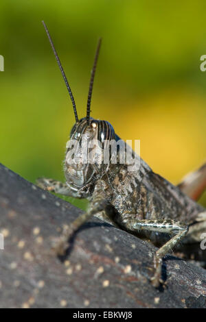 Grasshopper egiziano, egiziano Locust (Anacridium aegyptium, Anacridium aegypticum), seduto su un ramo Foto Stock