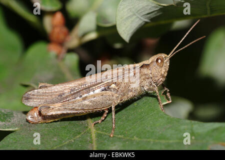 Campo grasshopper, campo comune grasshopper (Chorthippus brunneus, Glyptobothrus brunneus, Chorthippus bicolor, Stauroderus brunneus), seduta su una foglia, Germania Foto Stock