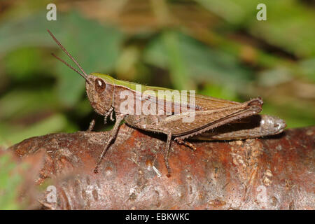 Prato grasshopper (Chorthippus dorsatus), seduto su un ramo, Germania Foto Stock