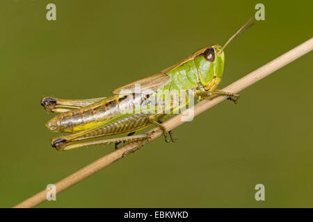 Comune di Prato grasshopper (Chorthippus parallelus), seduto su di una lama per erba, Germania Foto Stock