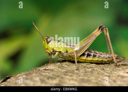 Comune di Prato grasshopper (Chorthippus parallelus), seduta su una roccia, Germania Foto Stock