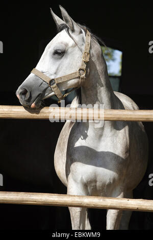 Ritratto di un purosangue Arabian Horse, splendida razza grigio arabian horse in piedi la porta del granaio Foto Stock