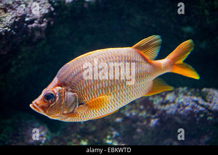 Sabre Squirrelfish, Squirrelfish Gigante, Squirrelfish spinosa (Sargocentron spiniferum), a piena lunghezza ritratto Foto Stock