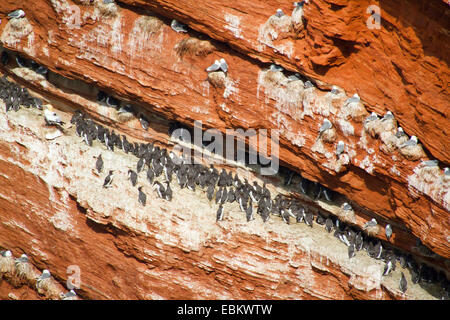 Comune di guillemot (Uria aalge), Guillemot birdcliff su isola di Helgoland , Germania, Schleswig-Holstein, Helgoland Foto Stock