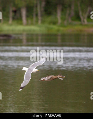 Mew gull (Larus canus), caccia germano reale sul lago Prestvannet, Norvegia, Troms, Tromsoe Foto Stock