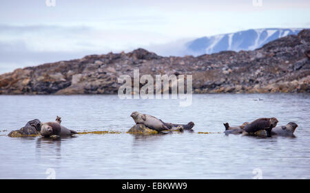 Guarnizione di tenuta del porto, guarnizione comune (Phoca vitulina), Comune di foche sdraiate sulle rocce vicino alla costa, Norvegia, Svalbard Svalbard isole, Lilliehoeoekfjorden Foto Stock