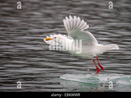 Glaucous gull (Larus hyperboreus), partendo dal ghiaccio, Norvegia Isole Svalbard, Liefdefjorden Foto Stock
