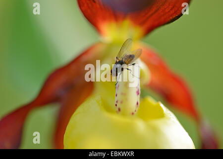 Varietà di orchidee viola (Cypripedium calceolus), con volare su satminodium, in Germania, in Baviera, Oberpfalz Foto Stock