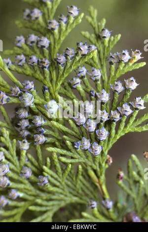 Thuja giapponese (Thuja standishii), il ramo con coni giovani Foto Stock