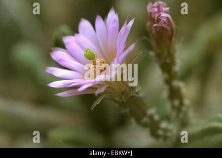 Cactus hedgehog (Echinocereus scheerii), fiore Foto Stock