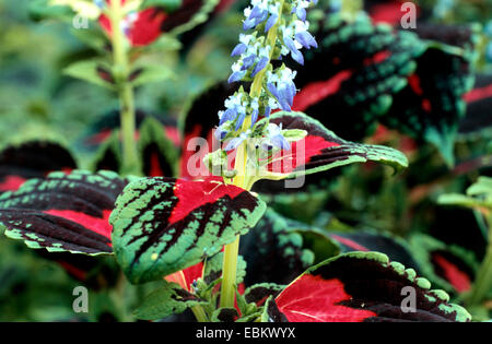 Coleus, dipinto di ortica (Coleus blumei, Solenostemon scutellarioides), fioritura Foto Stock