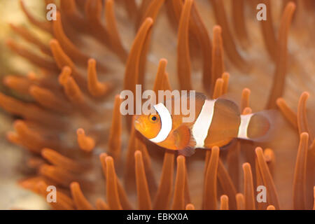 False clown anemonefish, clown anemonefish (Amphiprion ocellaris), in corrispondenza di un anemone Foto Stock