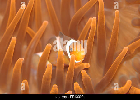 False clown anemonefish, clown anemonefish (Amphiprion ocellaris), in corrispondenza di un anemone Foto Stock