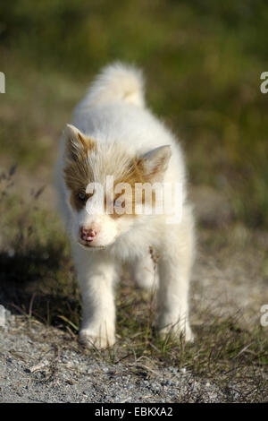 La Groenlandia Husky, Groenlandia cane (Canis lupus f. familiaris), cucciolo, Groenlandia, Ilulissat, Disko Bay Foto Stock