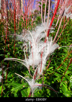 Willow-erba, Willow-erbaccia (Epilobium spec.), aprire la frutta con semi, Norvegia, Troms, Tromsoe Foto Stock