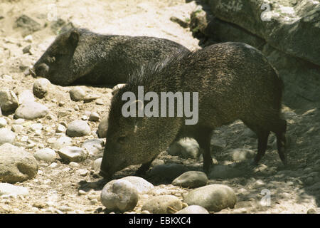 A collare, pecari Javelina (Pecari tajacu, Tayassu tajacu), due pecari collare sul terreno pietroso Foto Stock