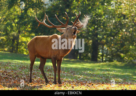 Il cervo (Cervus elaphus), ruggito, in Germania, in Renania Palatinato, Pfaelzer Wald Foto Stock