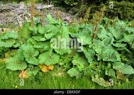 Del fratello di rabarbaro (Rumex alpinus), fioritura, Austria, Kaernten, Parco Nazionale Nockberge Foto Stock