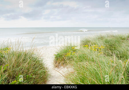 Stati Uniti d'America, Massachusetts, Nantucket, spiaggia sabbiosa ricoperta con erba marram Foto Stock