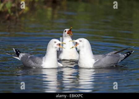 Mew gull (Larus canus), tre chiamando uccelli adulti, Norvegia, Troms, Tromsoe Foto Stock