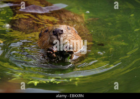 Eurasian castoro europeo castoro (Castor fiber), alimentando in acqua, Germania, Baden-Wuerrtemberg Foto Stock