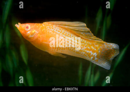 Giant sailfin molly, vela-fin molly, rosso sailfin molly, Yucatan Molly (Poecilia velifera), razza borchiati in oro Foto Stock